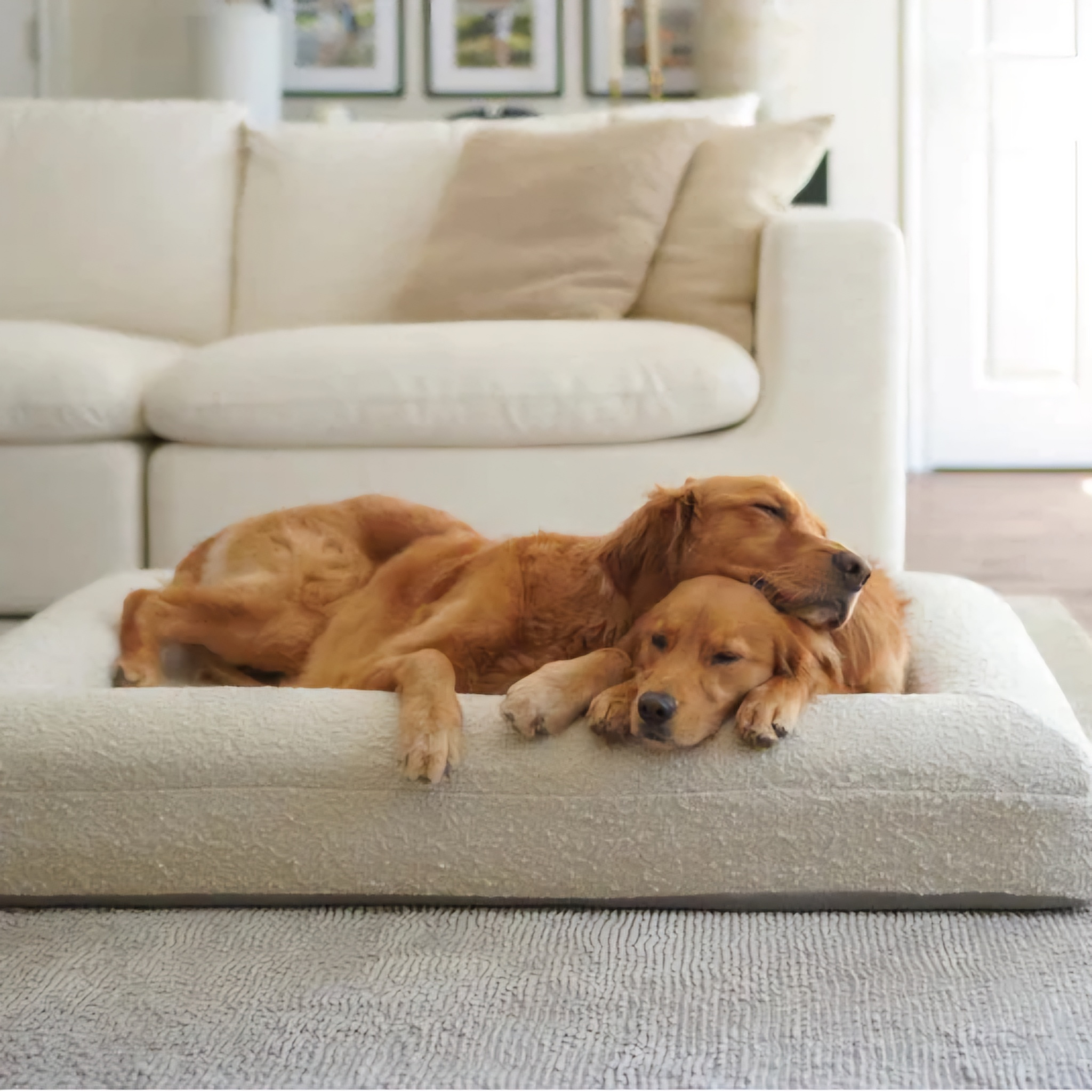 Hundebett Barklay mit Viskoschaummatratze und waschbarem Bouclébezugmit kuschelnden Golden Retriever