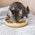 Bild in Galerie-Betrachter laden, Cat eating from Fressnapf ANTISCHLING Design slow feeder bowl made of sustainable sand.
