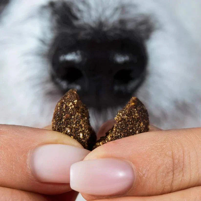 Dog sniffing natural Chillout Drops for calming and relaxation.