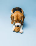 Bild in Galerie-Betrachter laden, Beagle spielt mit umweltfreundlichem Tauball Spielzeug COCO aus nachhaltigen Kokosfasern
