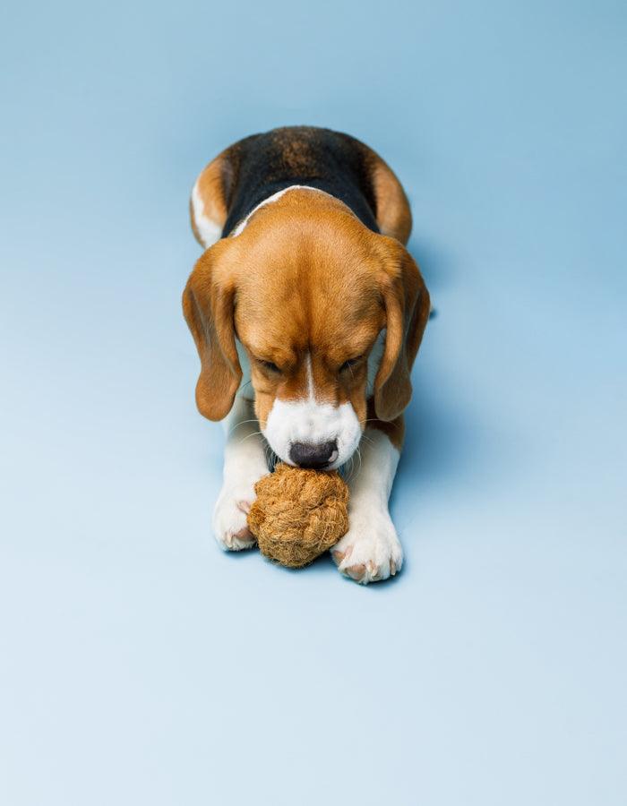 Beagle spielt mit umweltfreundlichem Tauball Spielzeug COCO aus nachhaltigen Kokosfasern