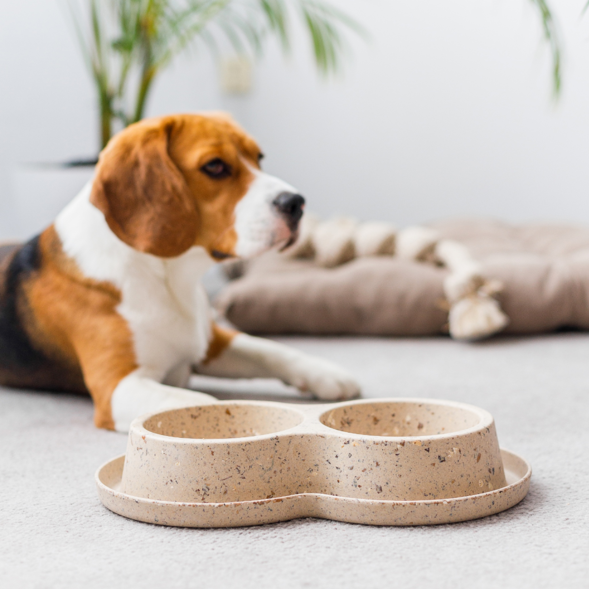 Nachhaltiger Biokunststoff Doppelfressnapf aus Bambus und Kaffeebohnen mit Hund