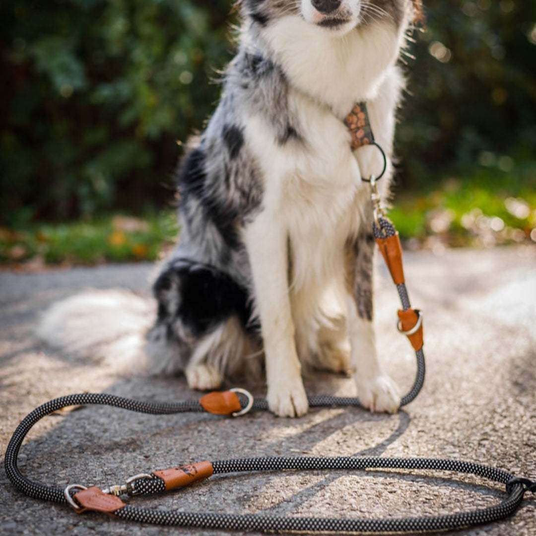 Reflektionsleine GLOW stark reflektierend mit Handschlaufe und vegan Vergleich mit Hund schwarz