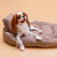 Bild in Galerie-Betrachter laden, Hundematte Pebbles samtweich als Bett