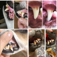 Bild in Galerie-Betrachter laden, Natürliches Dentalspray zur Entfernung von Zahnstein von Tierliebhaber Beispielfotos