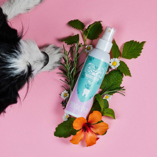Frühlings Bundle für Hunde mit natürlicher Magenberuhigung und Immunsystemstärkung.