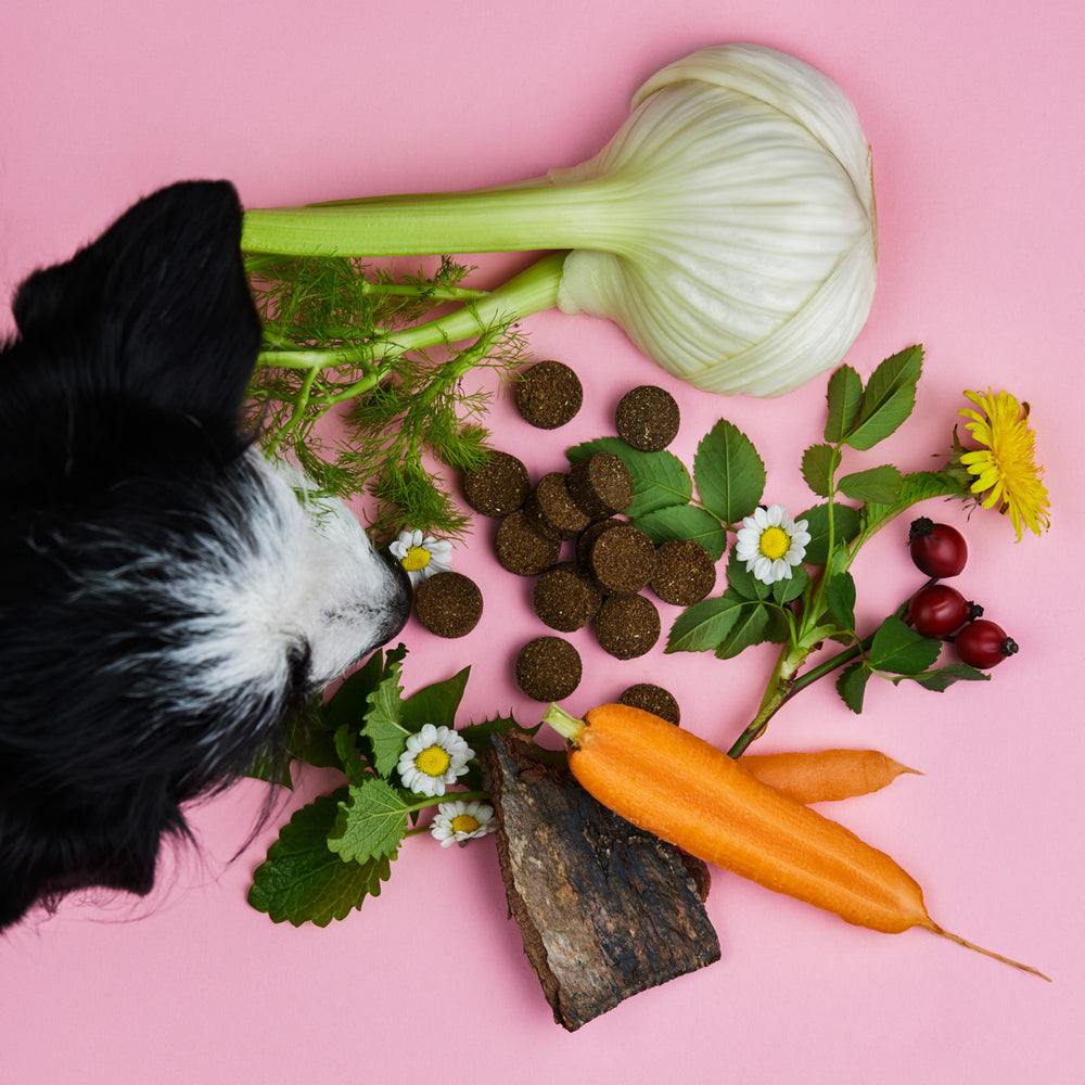 Dog inspecting Gras und Kotfresser Drops with natural ingredients like fennel, carrots, and herbs on pink background.