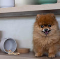 Bild in Galerie-Betrachter laden, Leckerlie Dose with cork lid and treats, keeping pet snacks fresh and healthy.