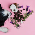 Bild in Galerie-Betrachter laden, Dog sniffing natural herbal dog treats on pink background, part of Frühlings Bundle.