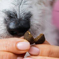 Bild in Galerie-Betrachter laden, Dog enjoying Z-Snack, a natural cold-pressed treat for walks.