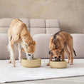 Load image into Gallery viewer, Dogs eating from sustainable sand bowls on a rug.
