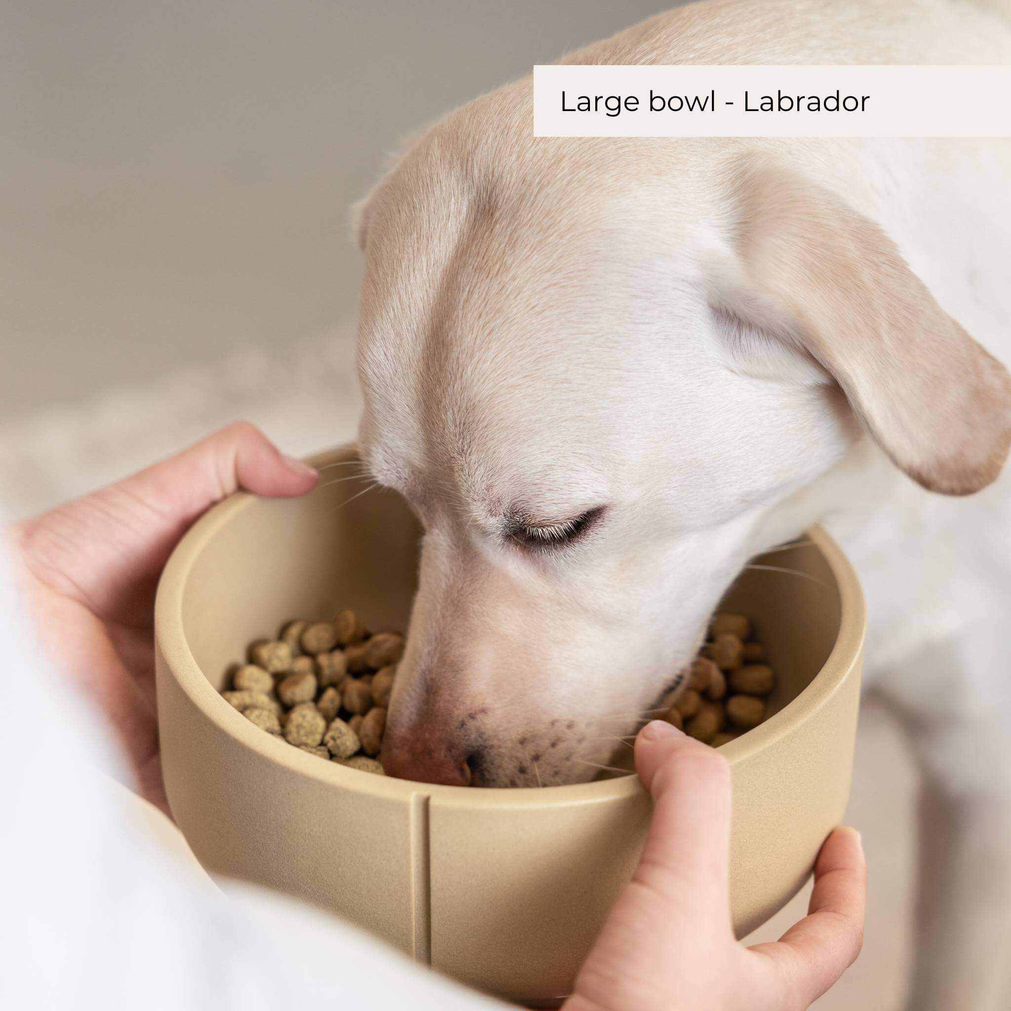 Dog eating from a sustainable sand feeding bowl, handmade in Belgium from durable polysand material.