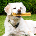 Load image into Gallery viewer, Käsekauknochen aus schmackhaften vegetarischer Hartkäse von Dauerkauer mit Golden Retriever kauend
