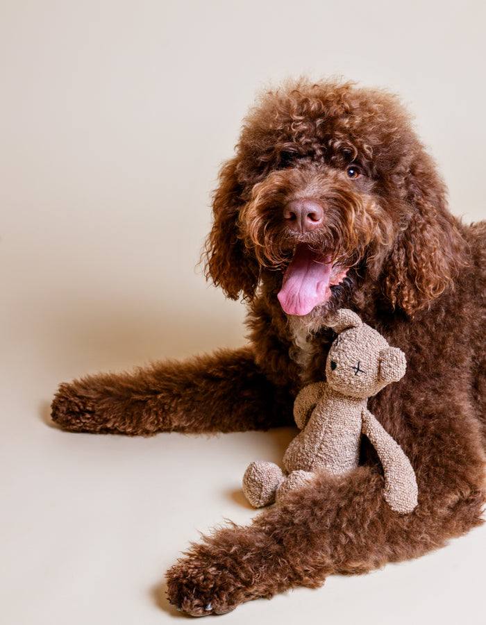 Kuscheltier BERTI der Bär mit Knisterohren und robustem Oekotex Stoff mit flauschigem Hund