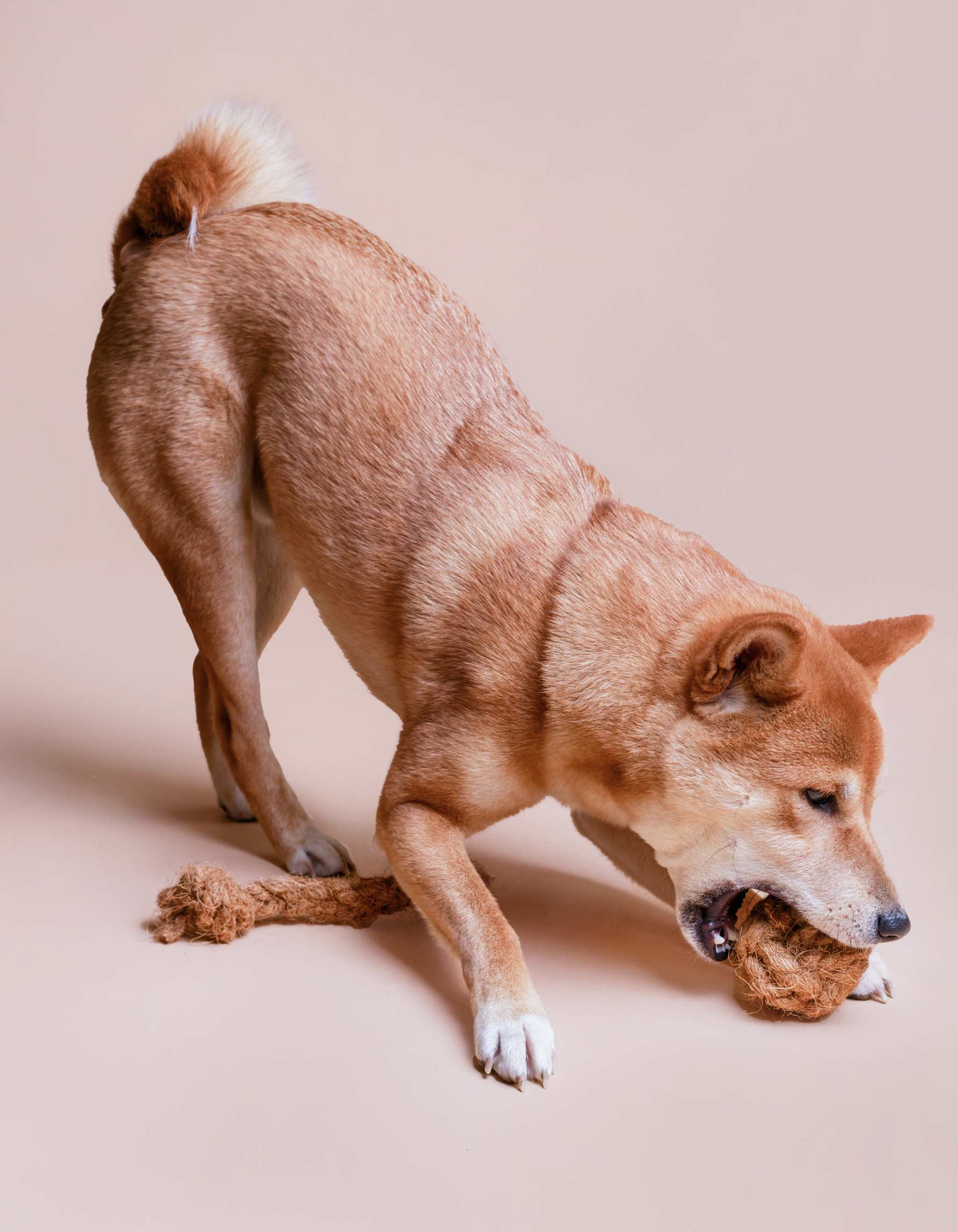 Rope toy COCO made from sustainable coconut fibers in three sizes