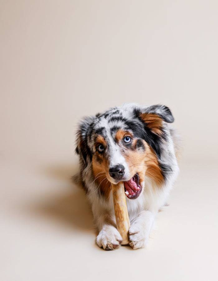 Natürliche und nachhaltigre KAFFEEHOLZ Kaustock mit kauenden Hund