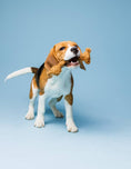 Load image into Gallery viewer, Tausseil Spielzeug COCO aus nachhaltigen Kokosfasern mit Beagle der spielt
