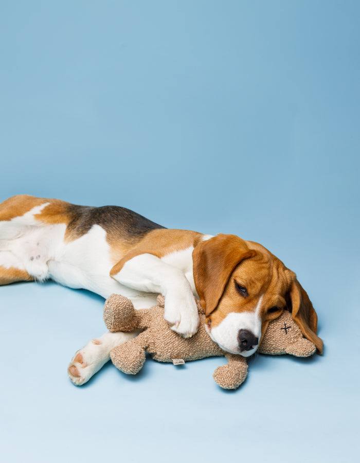 Kuscheltier BERTI der Bär mit Knisterohren und robustem Oekotex Stoff mit schlafenden Hund