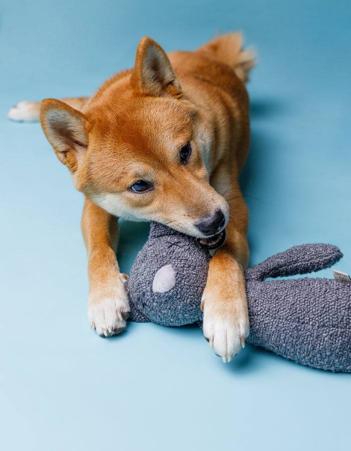 Kuscheltier CARLO die Katze mit Knisterohren und robustem Boucle Stoff mit kauenden Hund