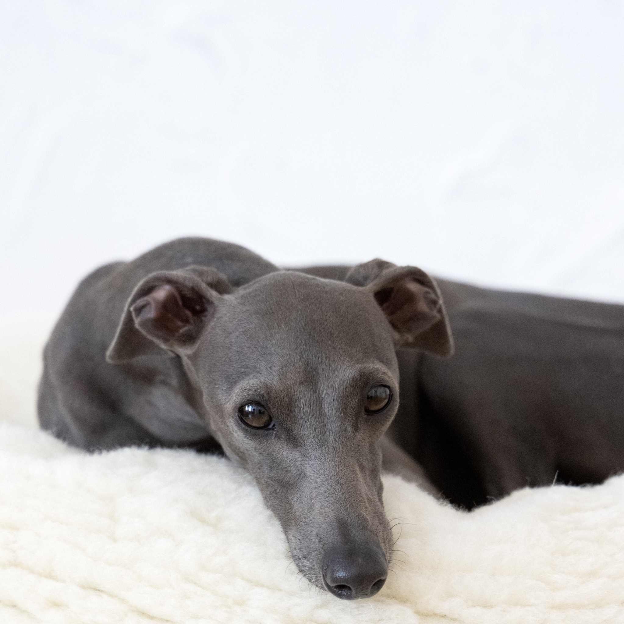 Rundes handgemachtes Hundekissen mit Naturfüllung aus langem Schaffell in weiß mit Hunde