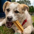 Load image into Gallery viewer, Käsekauknochen aus schmackhaften vegetarischer Hartkäse von Dauerkauer mit kleinem Hund kauend
