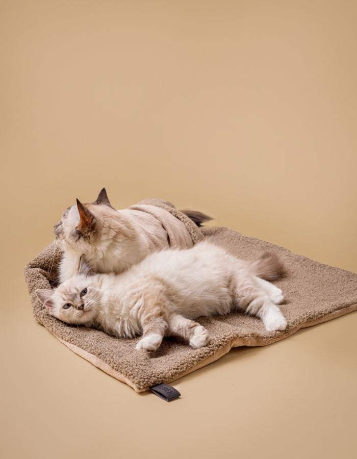 Kuscheldecke MINKY gemütlich und umweltfreundlich aus recycelten PET mit Katzen auf Kuscheldecke