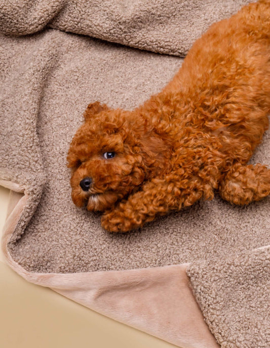 Kuscheldecke MINKY gemütlich und umweltfreundlich aus recycelten PET mit kuscheligem Hund