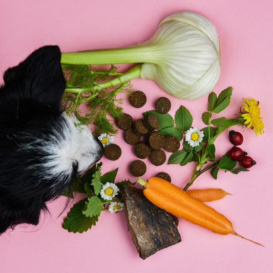 Dog inspecting Gras und Kotfresser Drops with natural ingredients like fennel, carrots, and herbs on pink background.