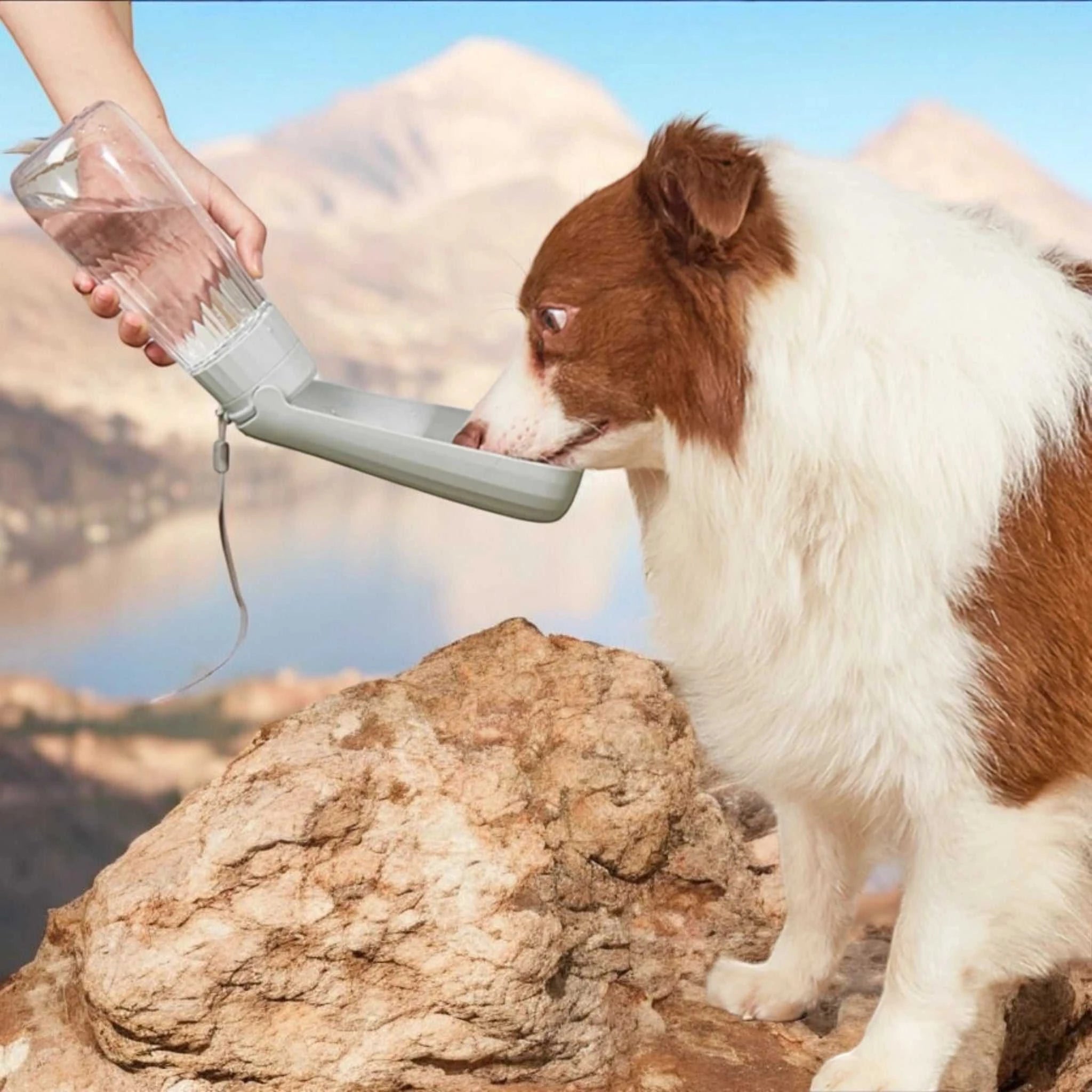 Tragbarer und stabiler und faltbarer 550ml Wasserspender für unterwegs mit Hunde