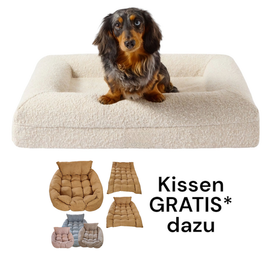 Hundebett Barklay S mit komfortabler Viskoschaummatratze und waschbarem, strapazierfähigem Bouclébezug in Creme mit kleinem Hund darauf, inklusive Gratis-Kissen.